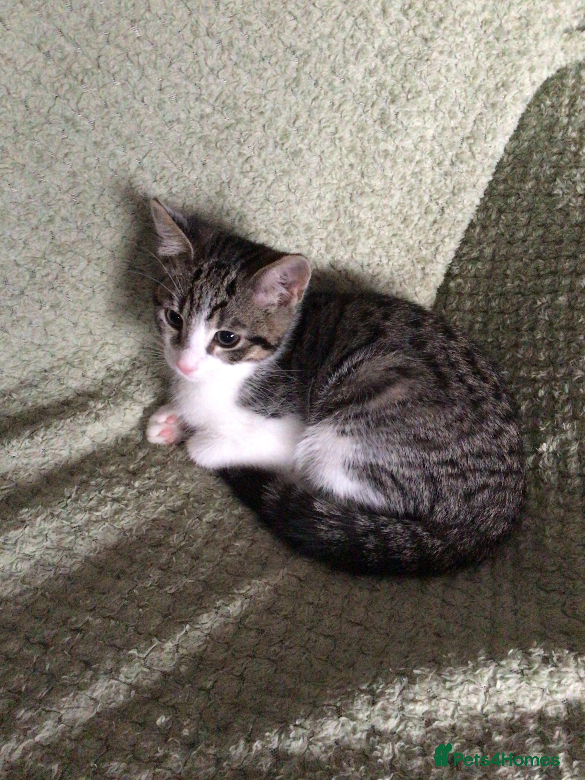 Domestic Shorthair cats 9 week male kitten - Advert 4