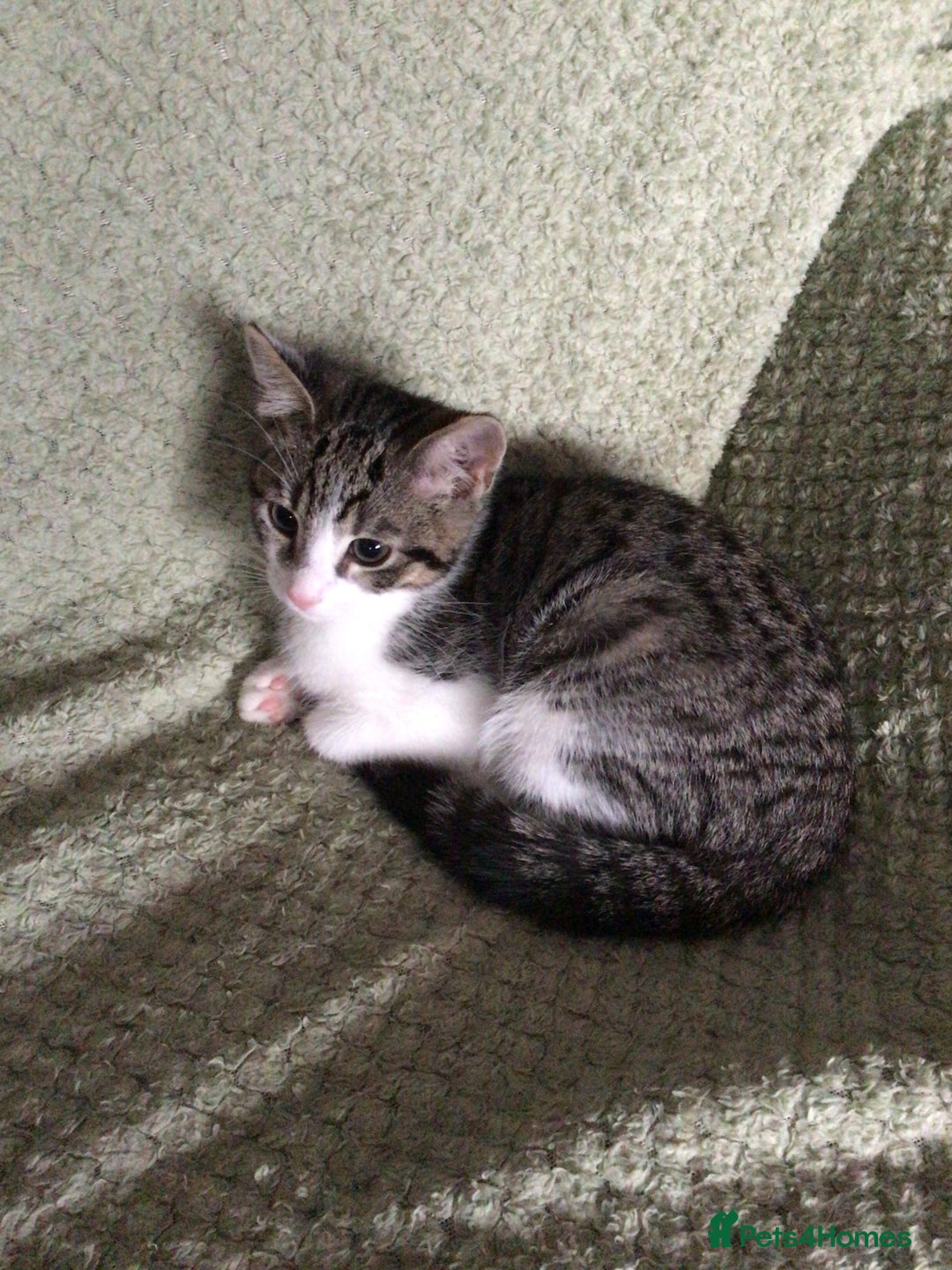 Domestic Shorthair cats for sale: 9 week male kitten - Advert 1