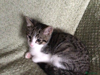 Domestic Shorthair cats 9 week male kitten - Advert 14