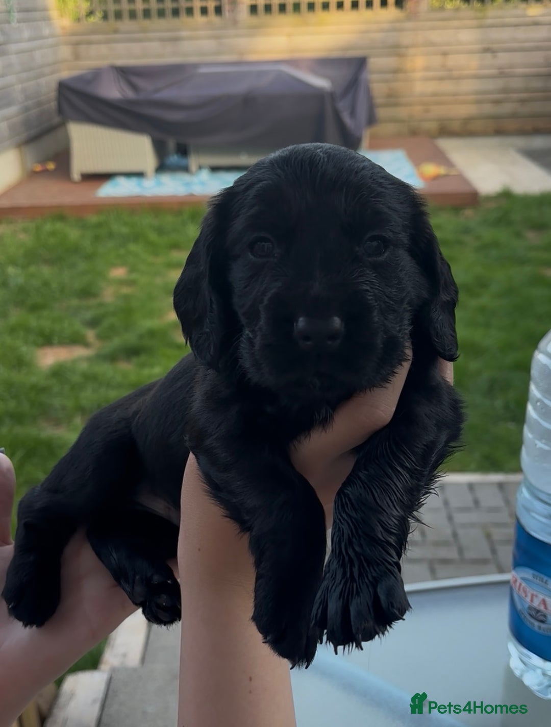 Cocker Spaniel dogs for sale: Working Cocker Spaniels  - Image 11