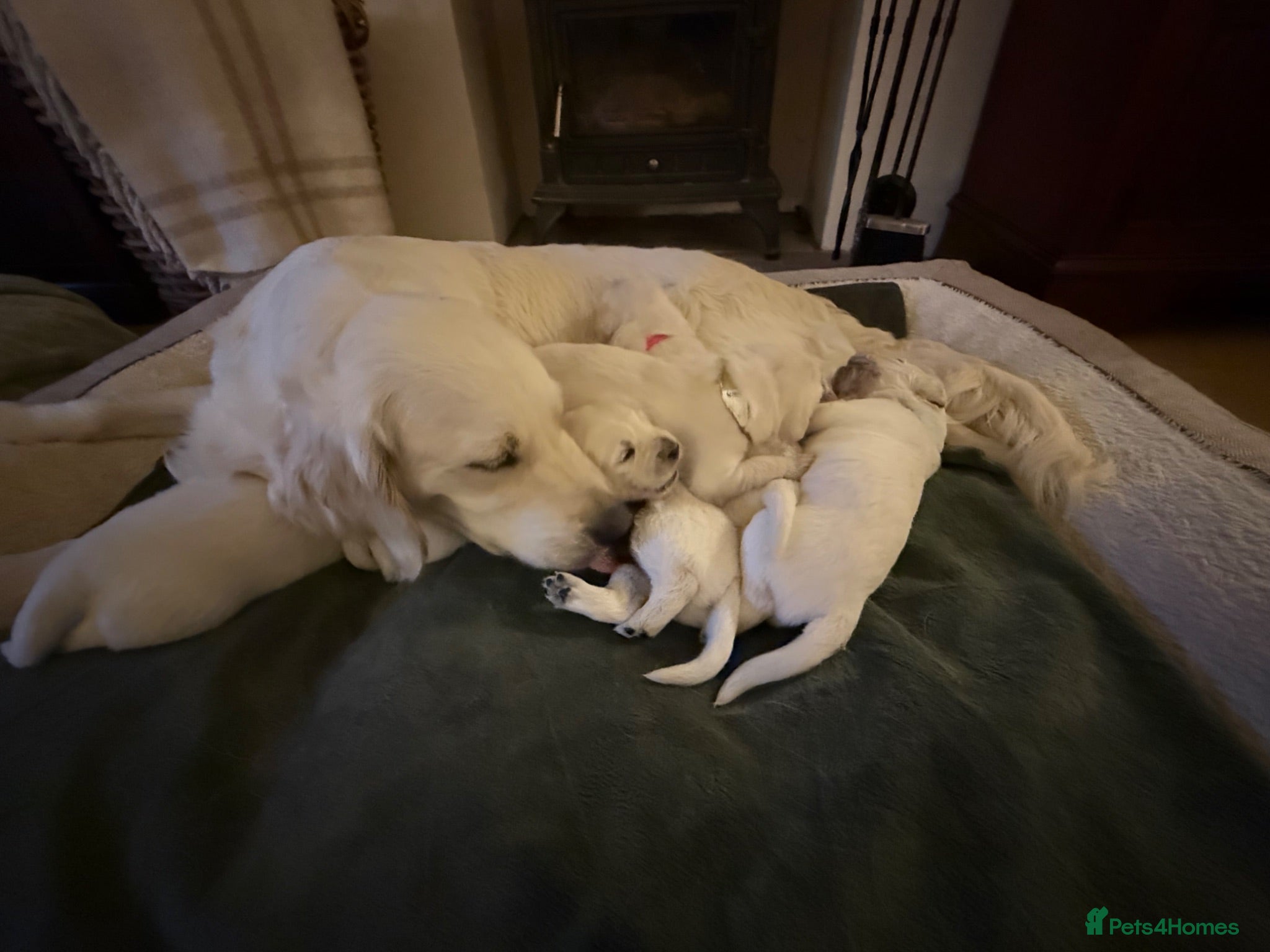 Golden Retriever dogs Beautiful Golden Retriever Puppies born 21/06/26 - Advert 2