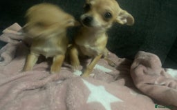 Chihuahua dogs for sale: Chihuahua pups  - Image 10