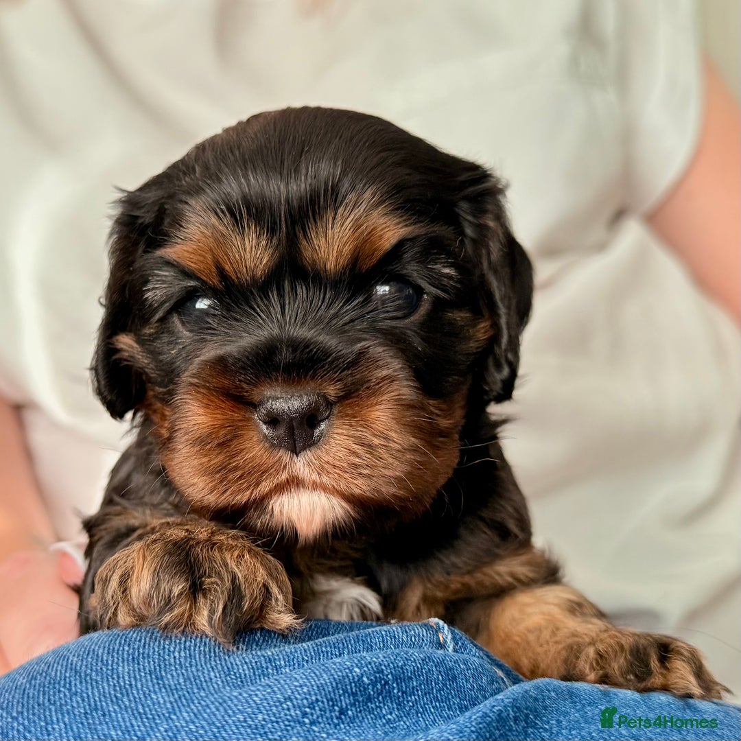 Cavalier King Charles Spaniel dogs for sale: 2 Female Kc Reg Cavalier King Charles Spaniels  - Image 9