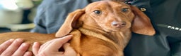 Dachshund dogs for sale: Our beautiful Foxy is looking for a family - Advert 2