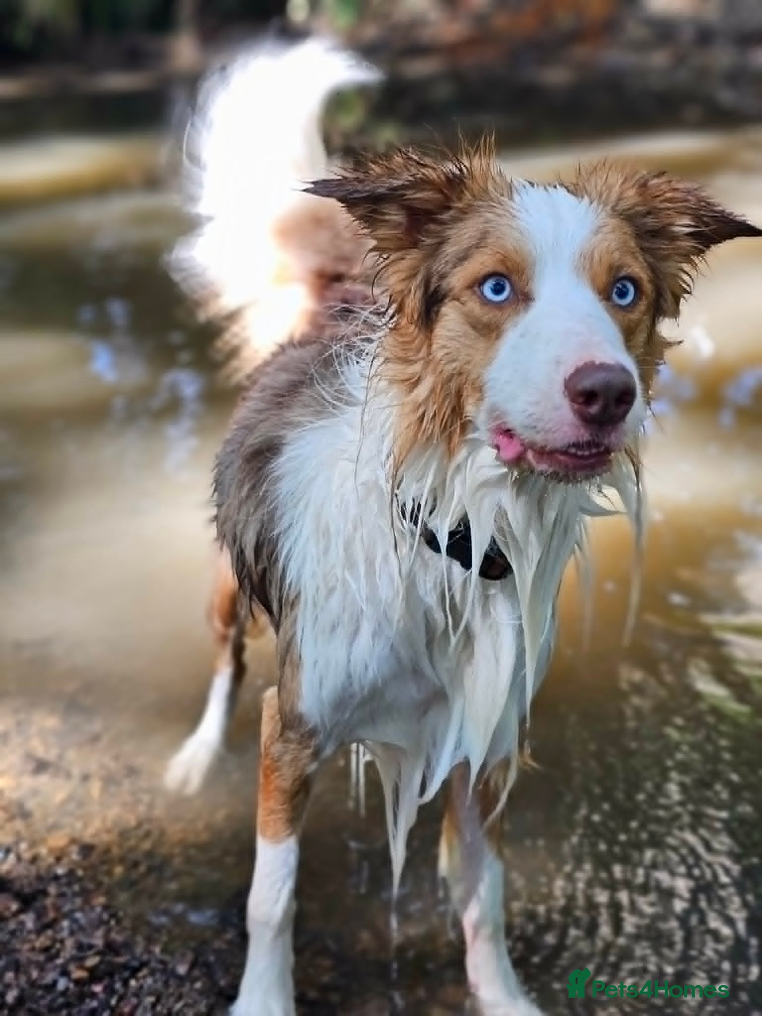 Border Collie dogs Stunning Blue Eyed Red Merle BorderCollie for Stud - Advert 1