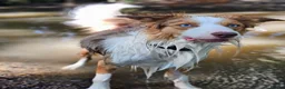 Border Collie dogs for stud: Stunning Blue Eyed Red Merle BorderCollie for Stud - Advert 1