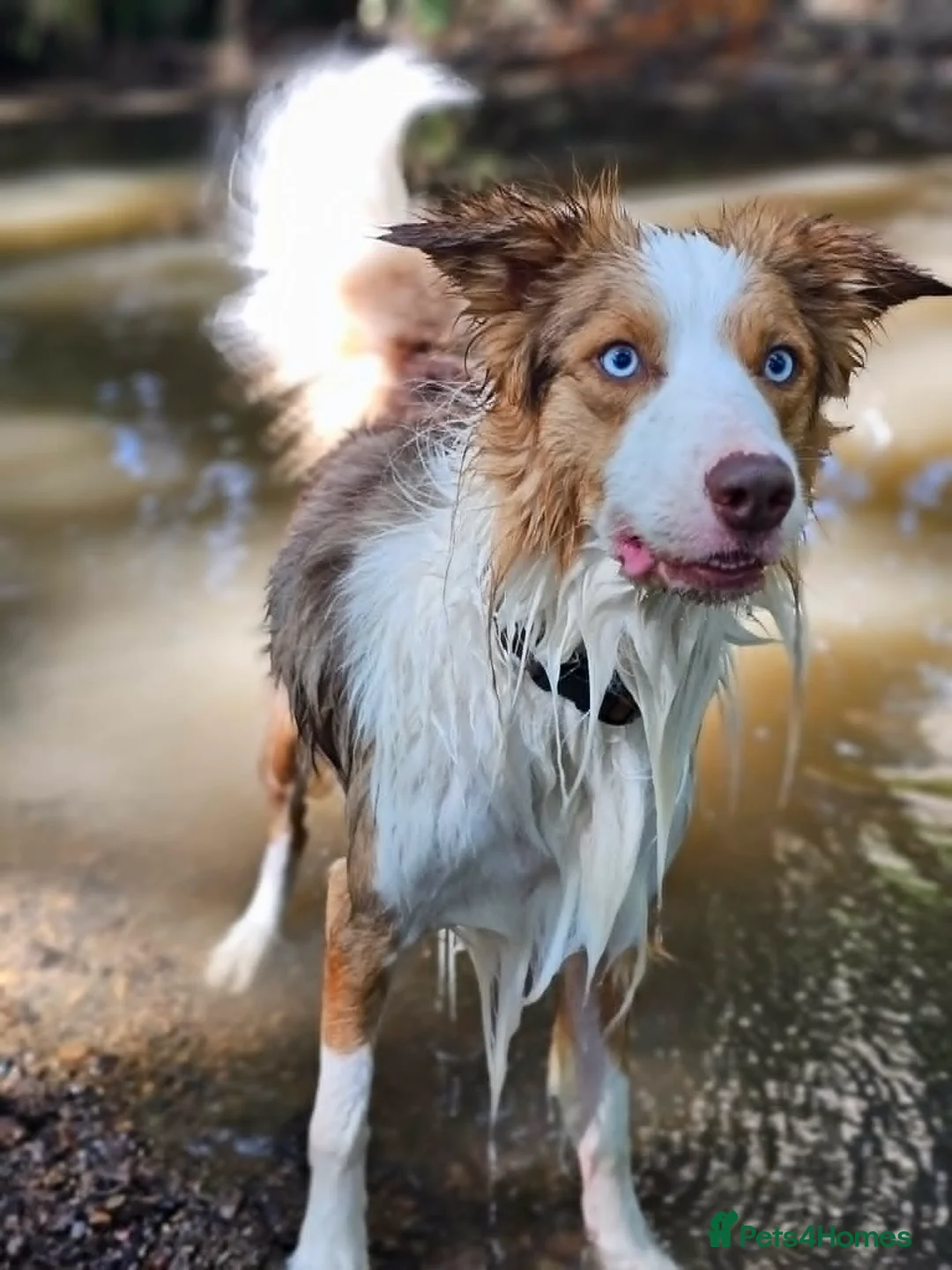 Border Collie dogs for stud: Stunning Blue Eyed Red Merle BorderCollie for Stud - Advert 1