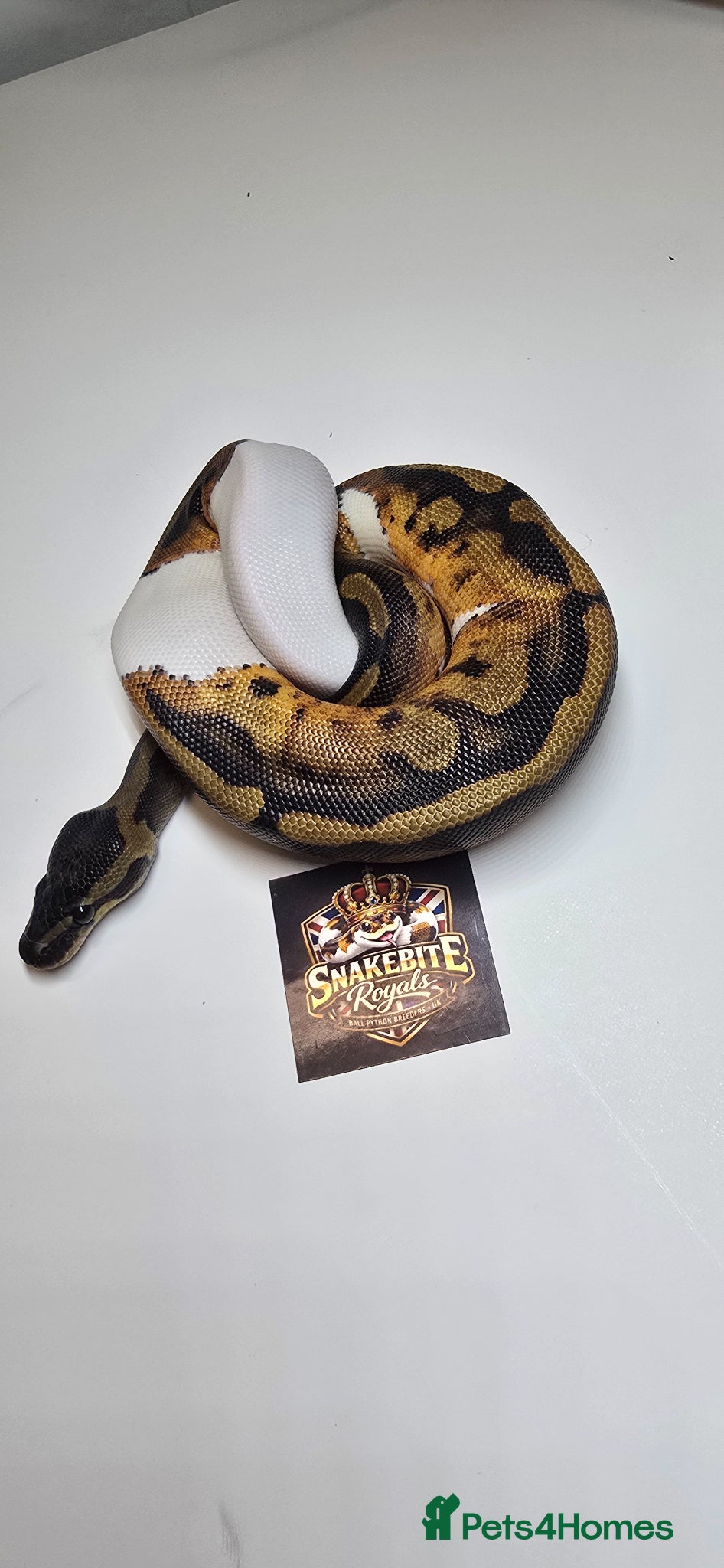 Python Snake reptiles Various Royal Pythons for sale - Advert 1