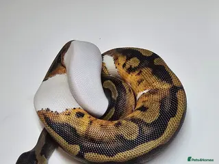 Python Snake reptiles Various Royal Pythons for sale - Advert 6