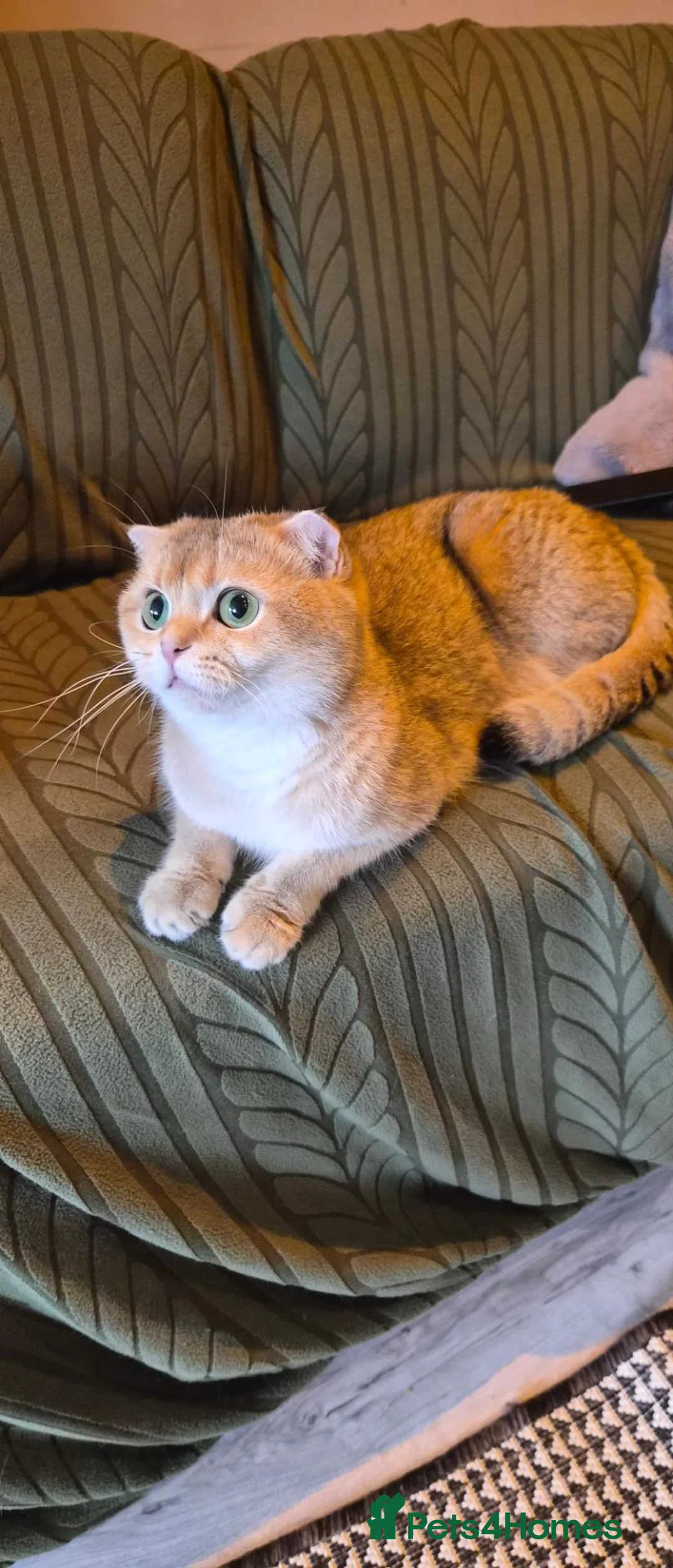 Scottish Fold cats for sale: Gorgeous girl - Advert 4