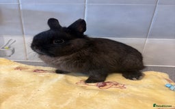 Netherland Dwarf rabbits for sale: Pure Netherland Dwarfs - Advert 5