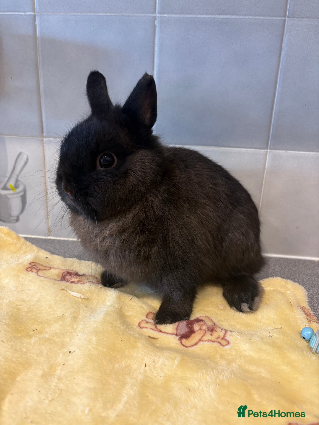 Netherland Dwarf rabbits for sale: Pure Netherland Dwarfs - Advert 5