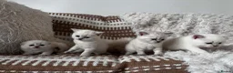Scottish Fold cats for sale: Scottish fold and straight blue eyed kittens - Advert 9