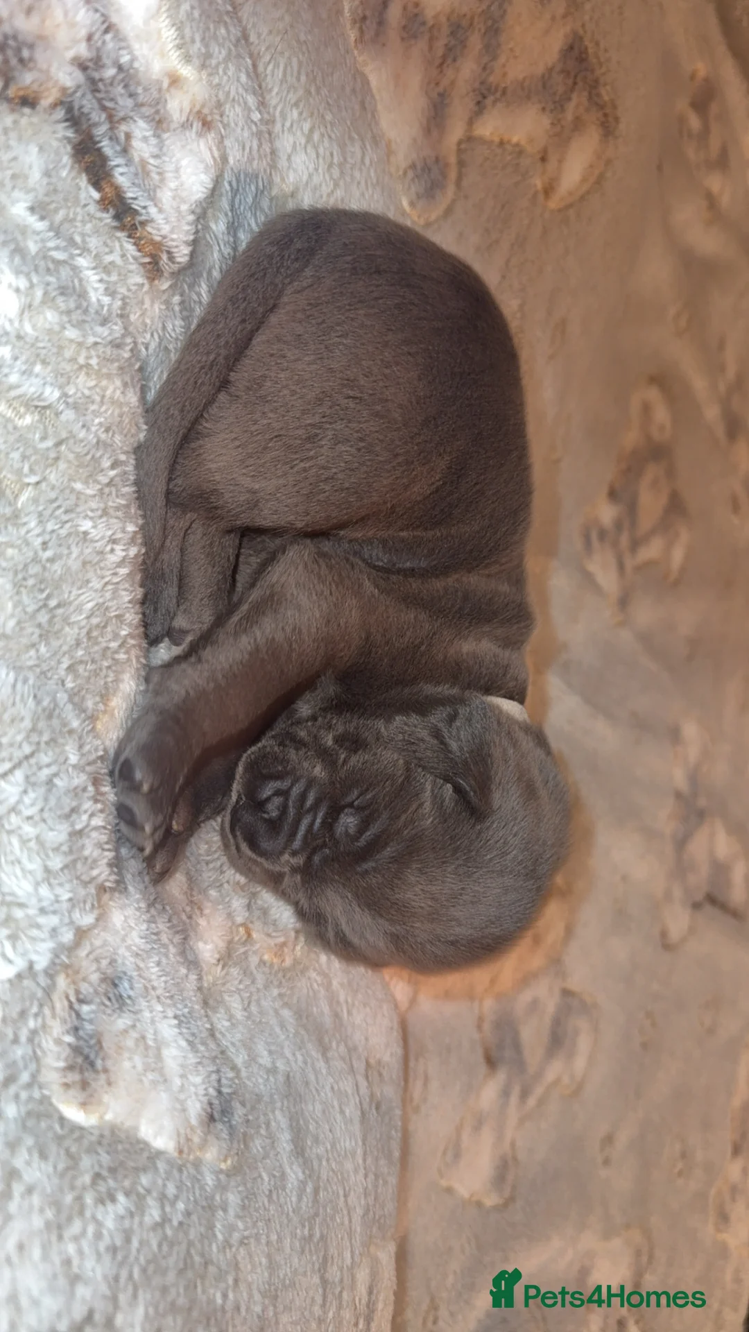 Cane Corso dogs for sale: Beautiful blue cane corsos - Advert 15