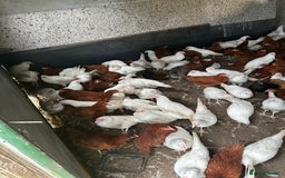 Chickens poultry for sale: Point of lay Pullets  - Image 2