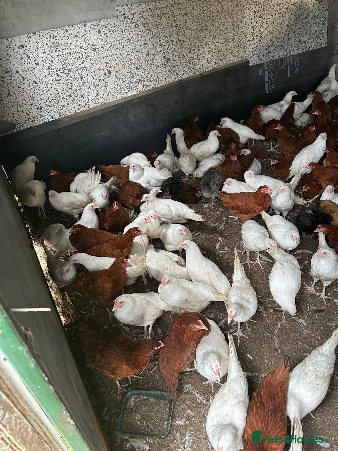 Chickens poultry for sale: Point of lay Pullets  - Image 2