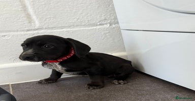 Mixed Breed dogs - Advert 9