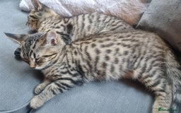 Mixed Breed cats for sale: mix litter Bengal and Norweign Forrest Kittens - Image 8