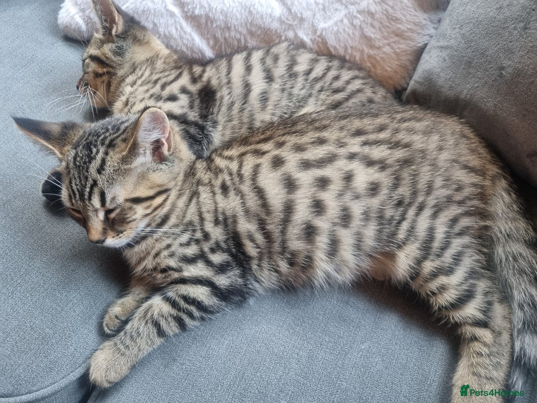 Mixed Breed cats for sale: mix litter Bengal and Norweign Forrest Kittens - Image 8
