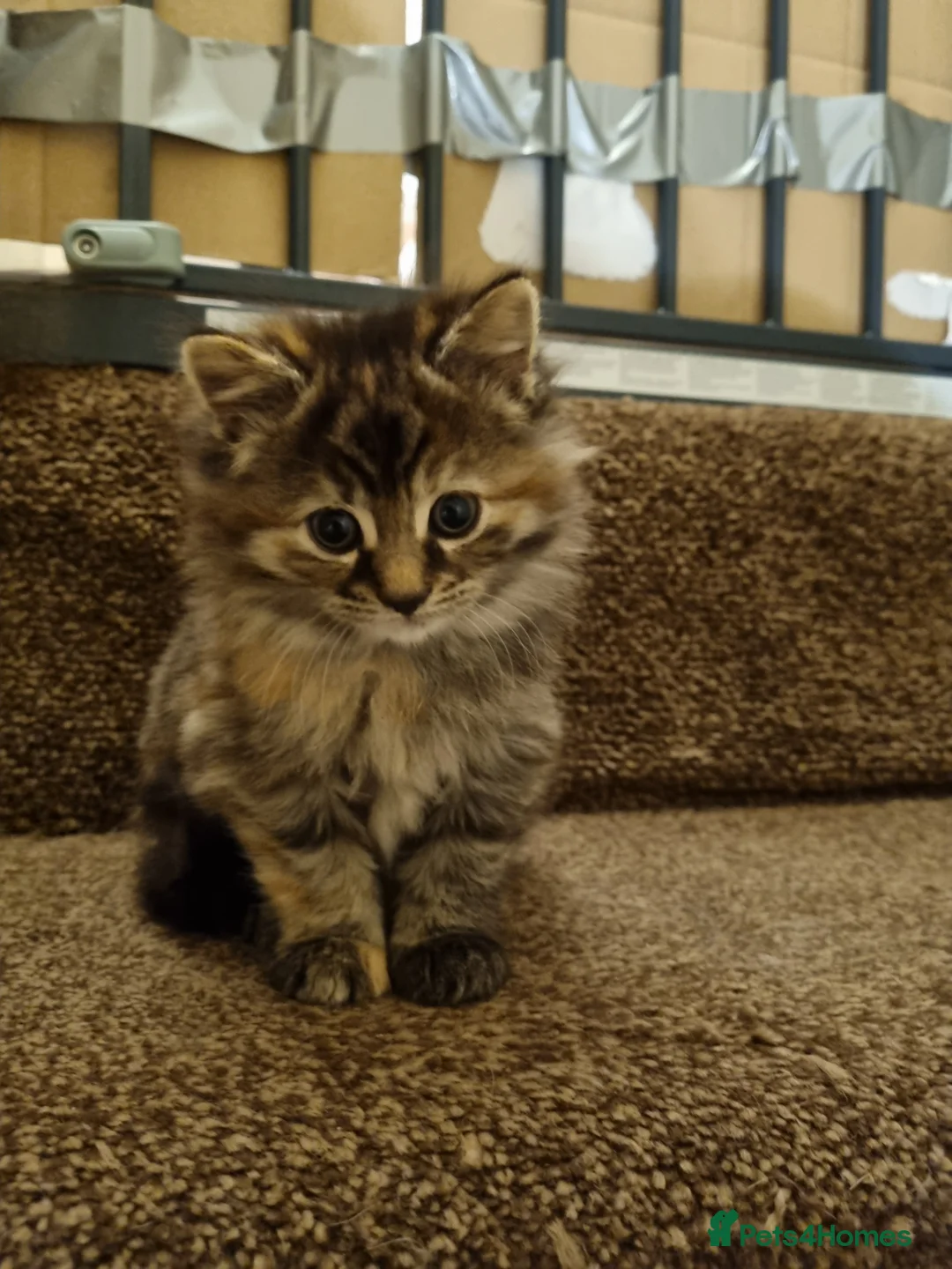Maine Coon cats for sale: Gorgeous Maine Coon Cross BSH Kittens for Sale - Advert 12