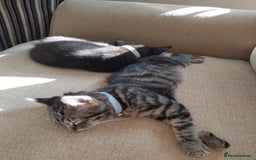 Mixed Breed cats for sale: 2 male kittens  - Image 4