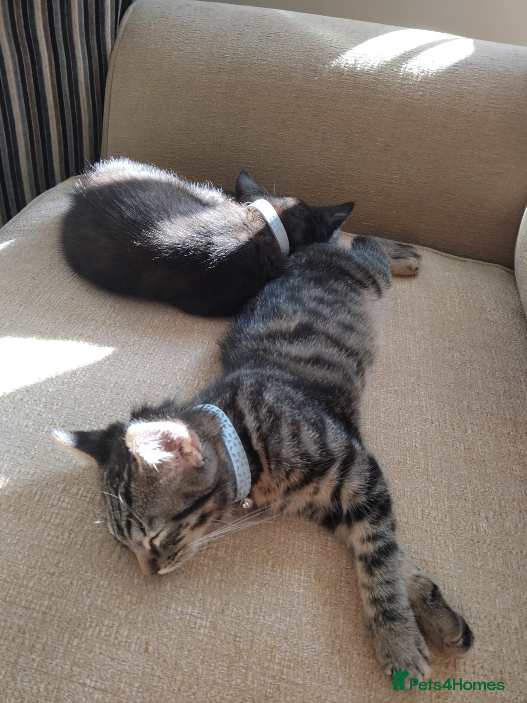 Mixed Breed cats for sale: 2 male kittens  - Image 4