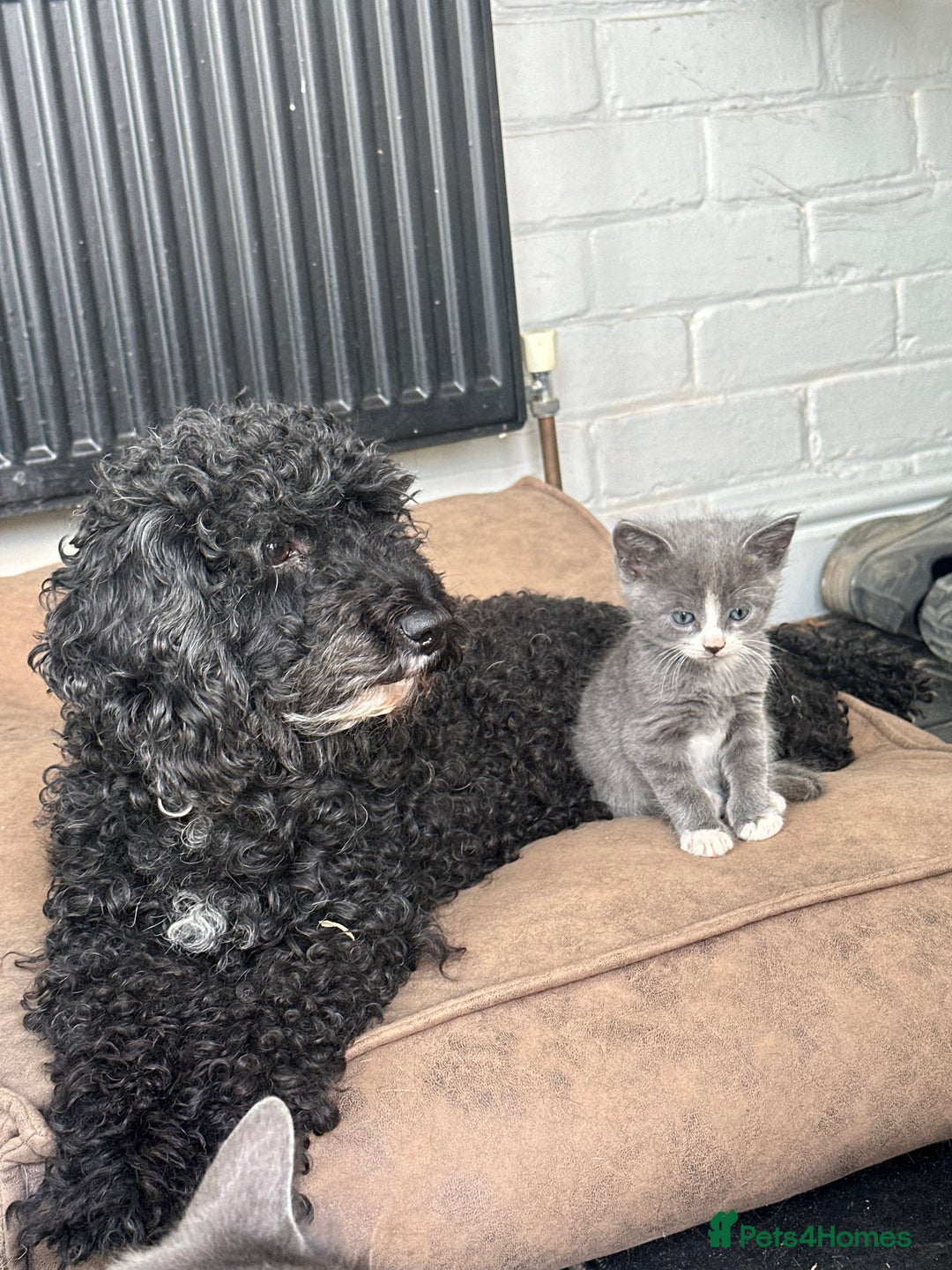British Shorthair cats for sale: British blue cross  - Image 2