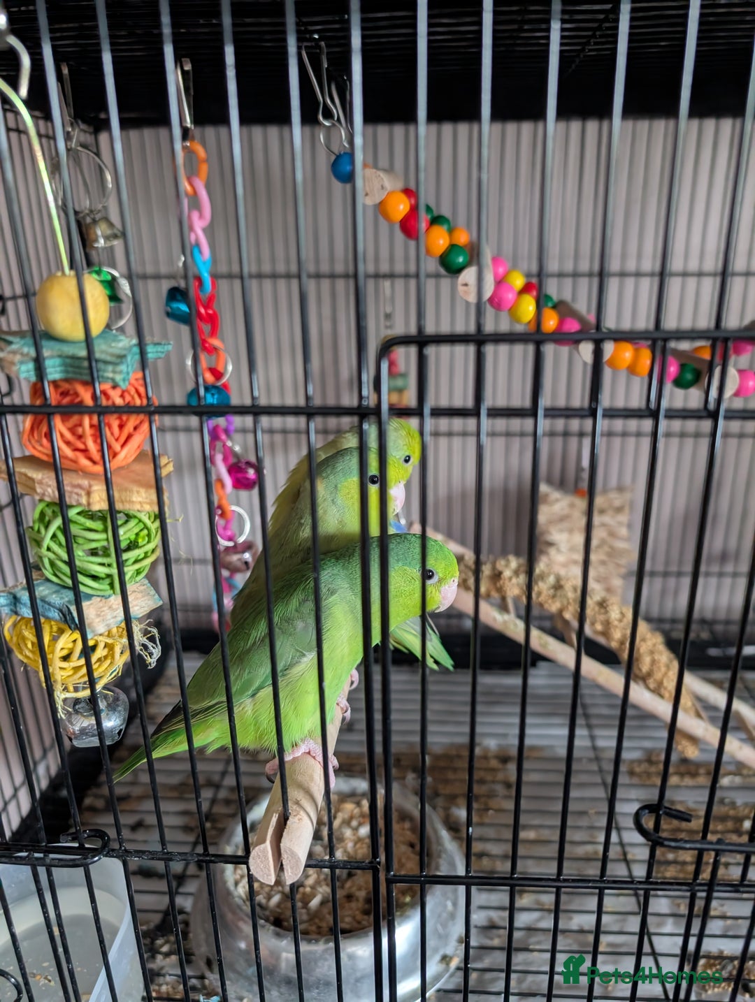 Parrots birds for sale: PARROTLET  - Image 6