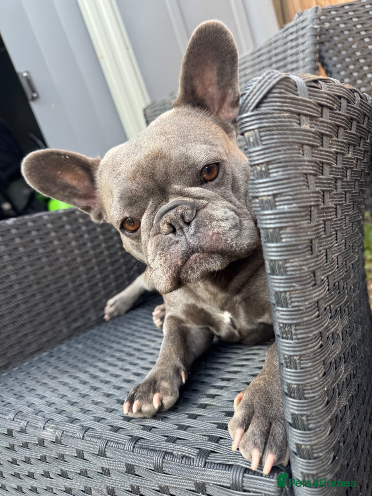 French Bulldog dogs Peaches (Rehoming) - Advert 3