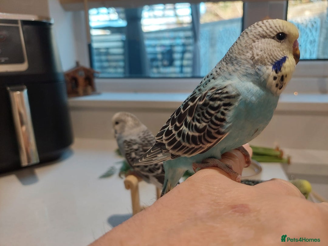 Budgerigars birds for sale: Tame Baby Budgies - Advert 12