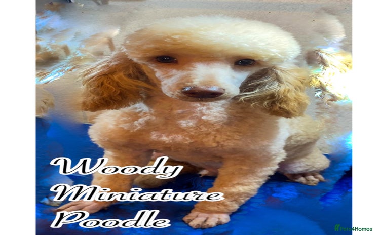 Miniature Poodle dogs - Advert 1