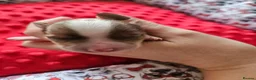 Yorkshire Terrier dogs for sale: Merle and Sable (Ocean Pearl) Yorkie puppies  - Advert 17
