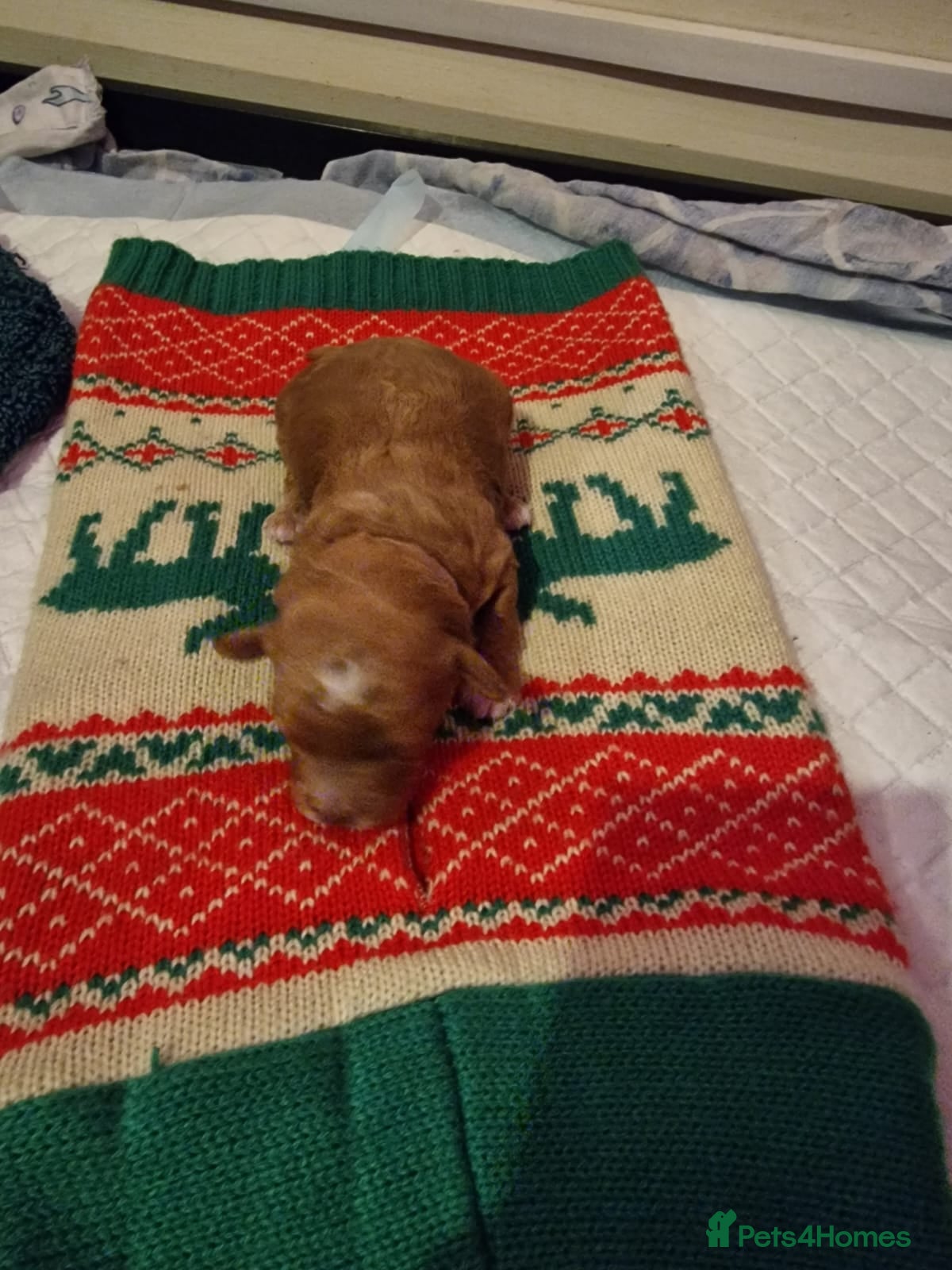 Cockapoo dogs COCKAPOO F3BB - Advert 1