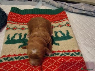 Cockapoo dogs COCKAPOO F3BB - Advert 1