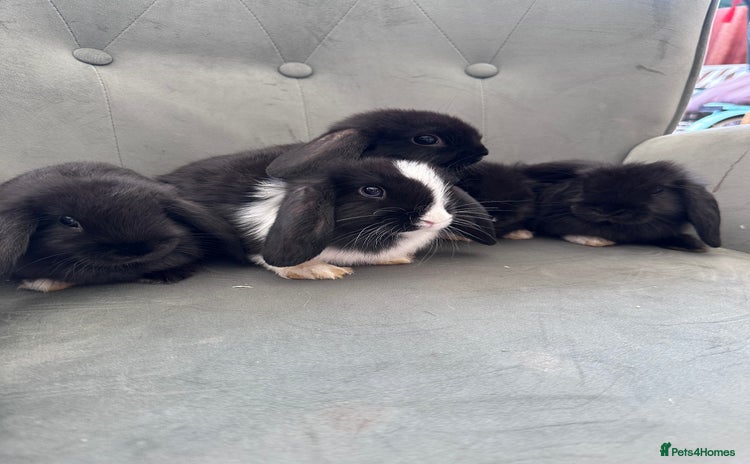 Mini Lop rabbits - Advert 5