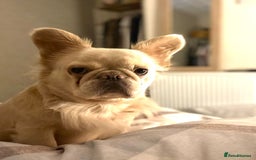French Bulldog dogs for sale: Loveable Samba - Image 6
