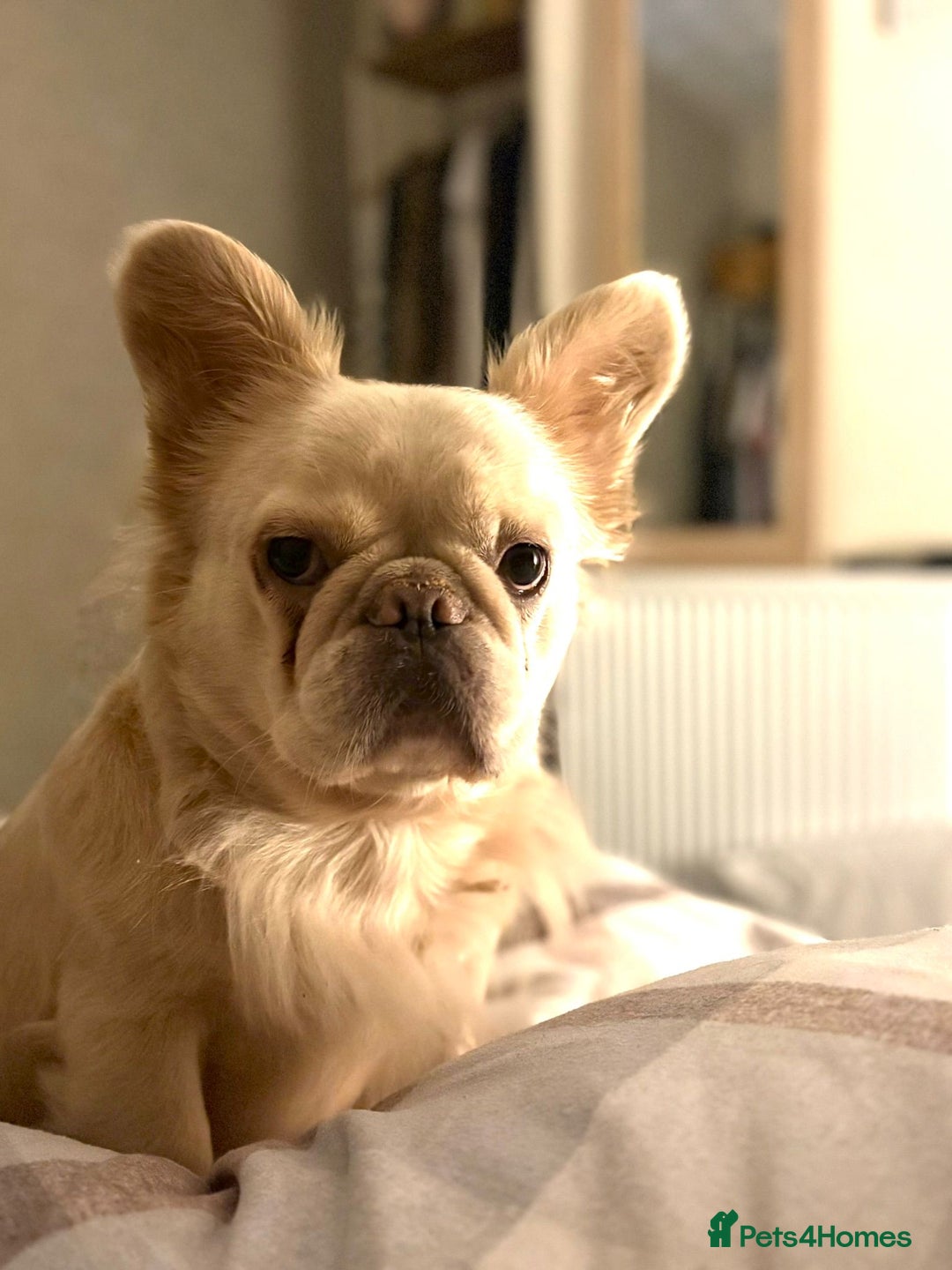 French Bulldog dogs for sale: Loveable Samba - Image 6