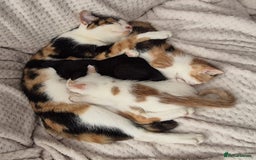 Domestic Shorthair cats for sale: 3 x kittens looking for their forever homes - Advert 5
