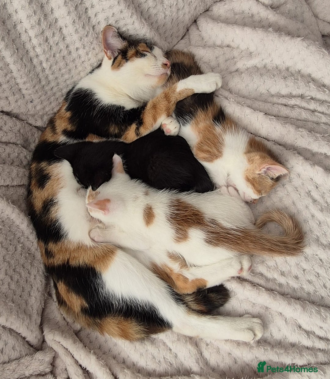 Domestic Shorthair cats for sale: 3 x kittens looking for their forever homes - Advert 5