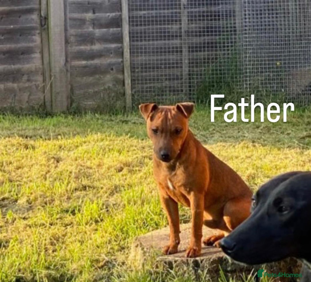 Mixed Breed dogs for sale: Jack russel x Lakeland puppy’s  - Image 4