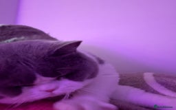 British Shorthair cats for sale: British short hair blue bi-colour boy - Advert 2