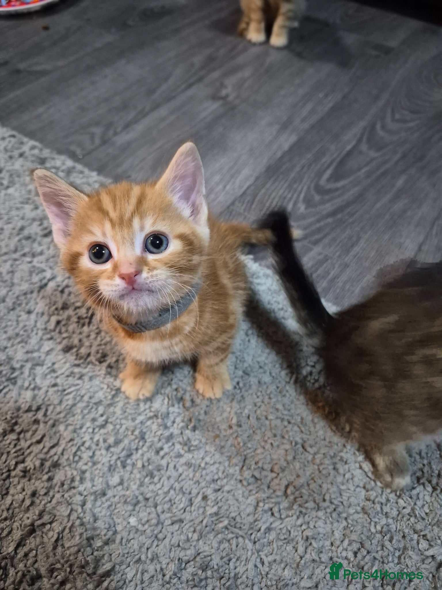 Mixed Breed cats Kittens ready to leave  - Advert 12