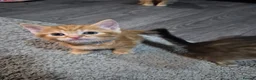 Mixed Breed cats for sale: Beautiful kittens  - Advert 8