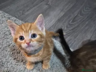 Mixed Breed cats Kittens ready to leave - Advert 12