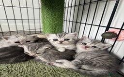 British Shorthair cats for sale: Beautiful BSH silver and gold tabby kittens ❤️ - Image 1