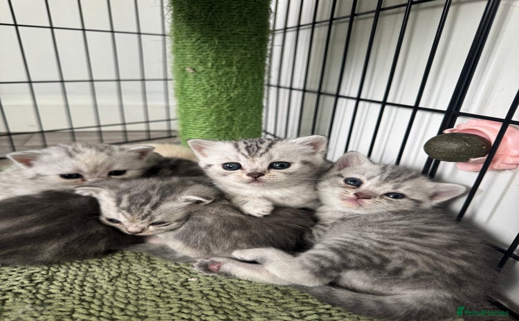 British Shorthair cats - Advert 1