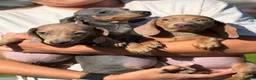 Miniature Dachshund dogs for sale: Mini dachshund puppies ready now  - Advert 4