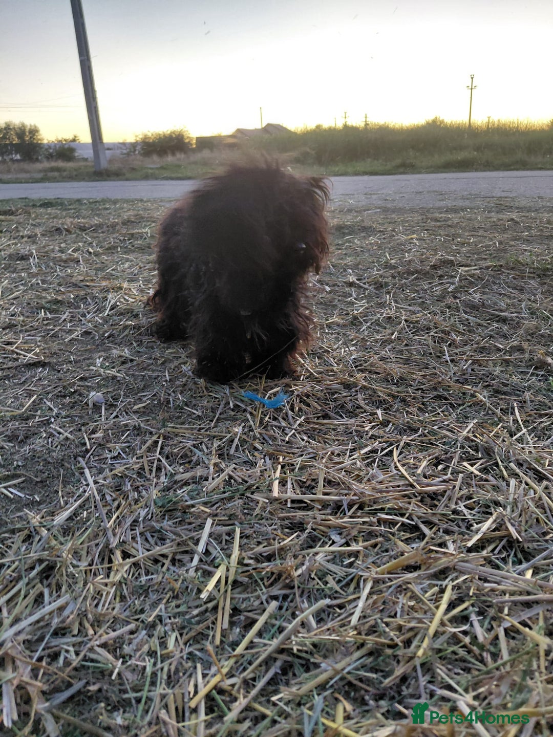 Mixed Breed dogs for adoption: 💛 BRINDY - A Sweet Little Black Velvet Girl 💛🐾 - Advert 12