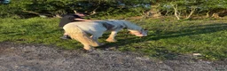 Irish Cob horses for sale: Captain Rusty  in Redditch - Advert 9