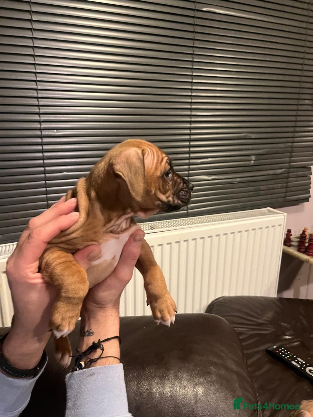 Mixed Breed dogs for sale: Boxer/Staff/Cane Corso Puppies for Sale - Advert 16